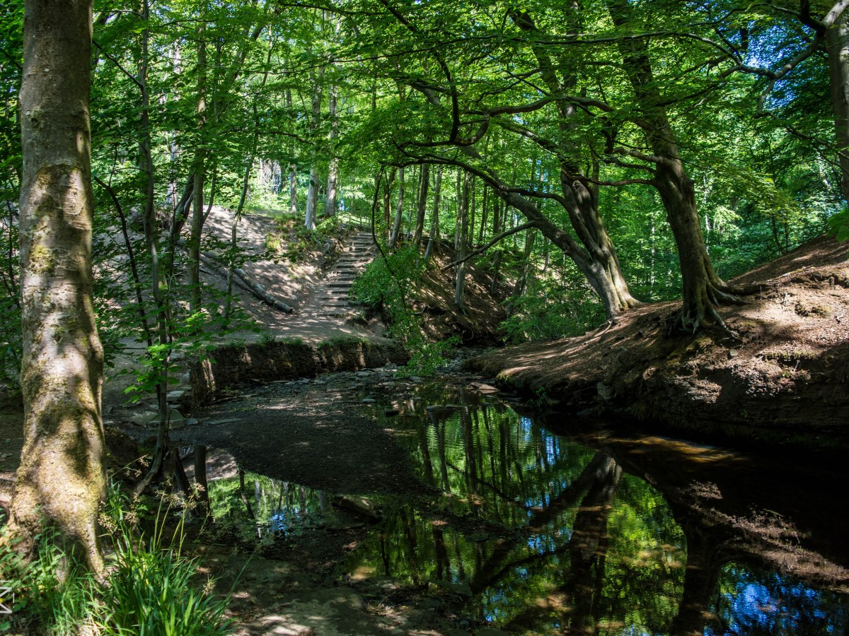 Roddlesworth Reservoir and Woodland&nbsp;Walk
