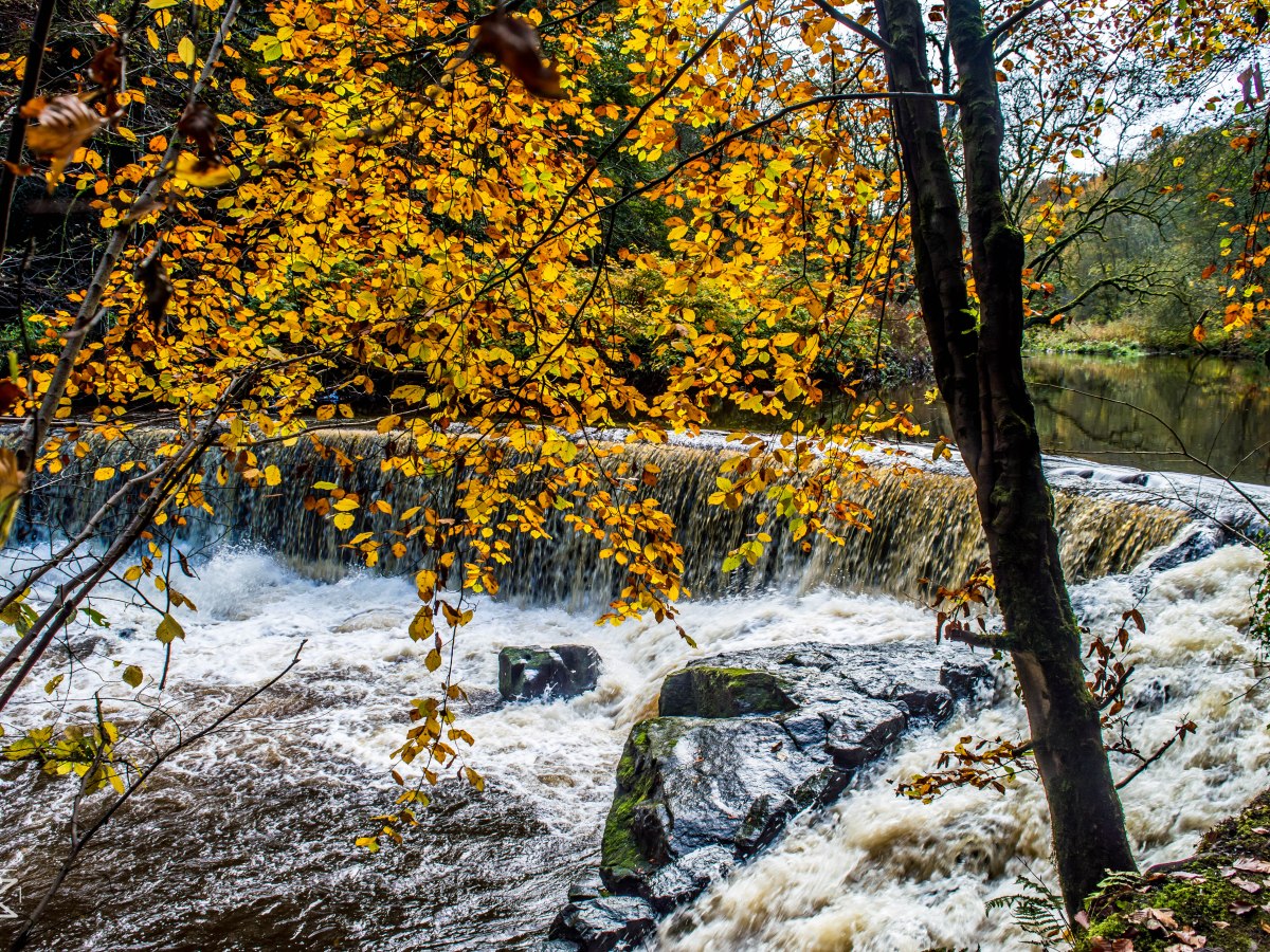 Hoghton Bottoms Waterfall&nbsp;Walk